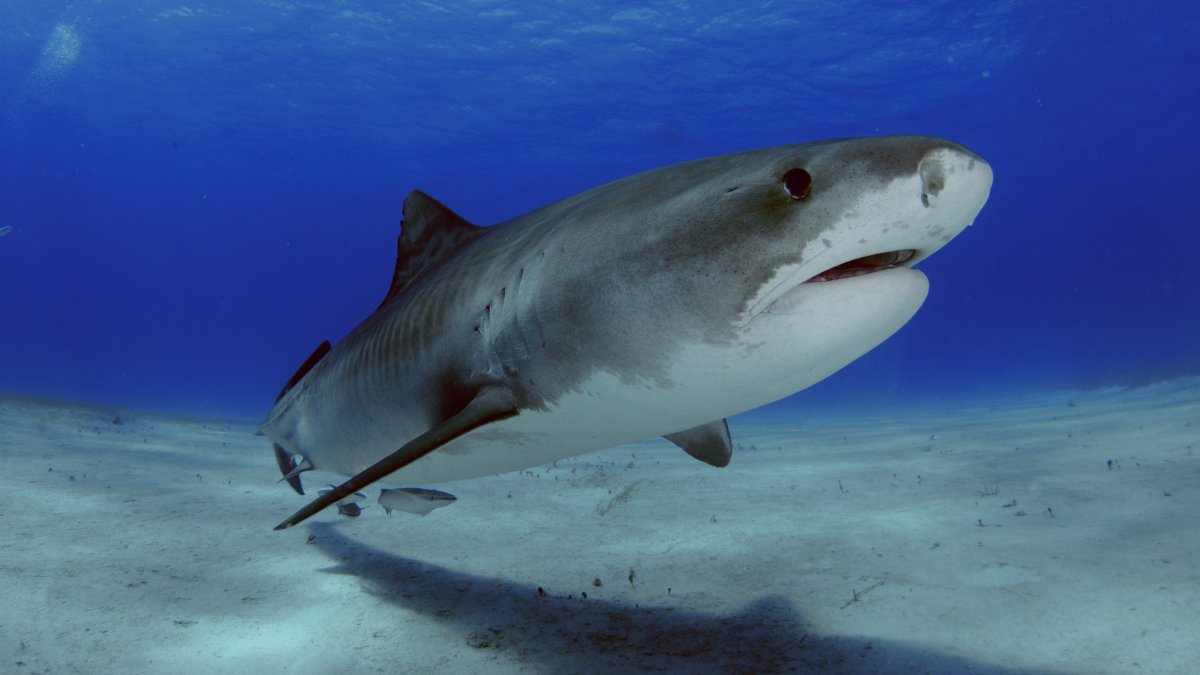 Tiburones en las Bahamas dan positivo a cocaina y cafeina, segun nuevo estudio
